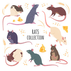 Rats collection. Vector illustration of cartoon, differed colors rats in various poses and actions. Isolated on white.
