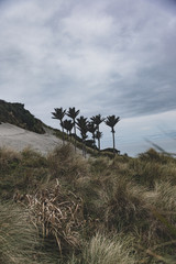 Palm tree in the sand dunes