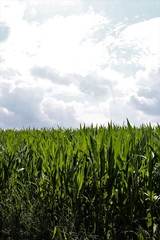 Obraz premium green wheat field of corn and blue sky