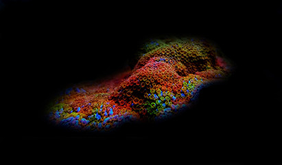 Rainbow montipora SPS coral isolated in black background - obrazy, fototapety, plakaty