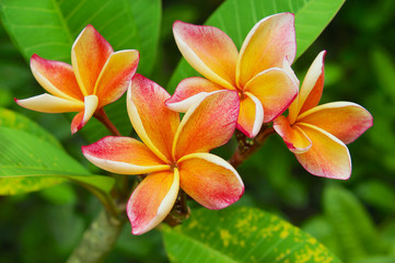 Frangipani pink and yellow flowers over the green leaves in natural environment in Nakhon Sri Thammarat, Thailand.