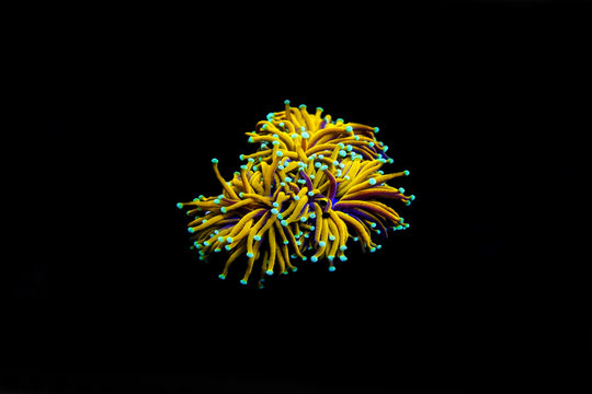 Gold Euphyllia Torch LPS coral isolated on black background