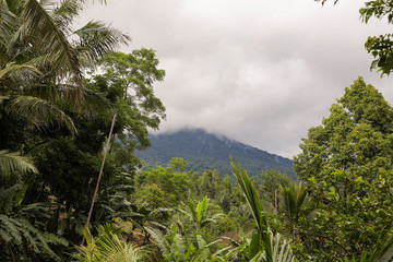 Fototapeta na wymiar Tropical Jungle Malaysia