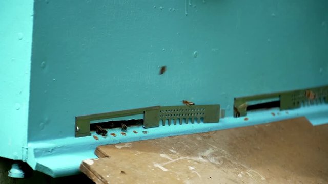 The bees circle around the hive and put the freshly floral nectar and flower pollen inside the hive.