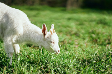 white goat eating grass village