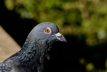 pigeon