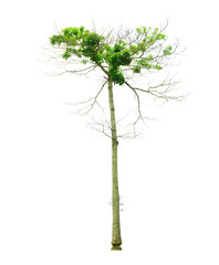 tree stand isolated on white background