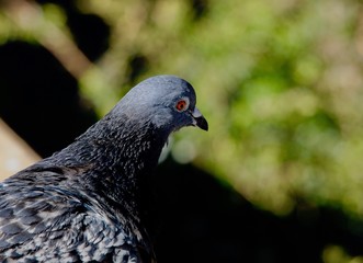 pigeon
