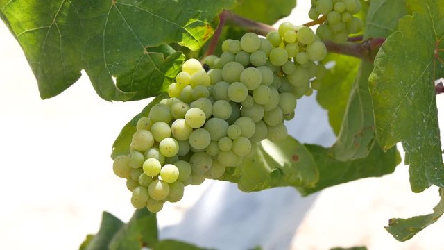 Close Up Image with a Bunch of White Grapes in a Vineyard