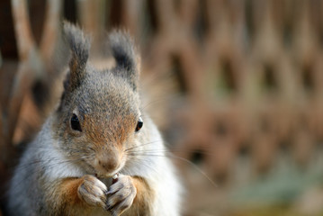 Obraz premium Red squirrel eating a peanut