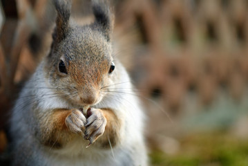 Naklejka na ściany i meble Red squirrel eating a peanut