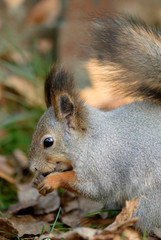 Red squirrel eating a peanut