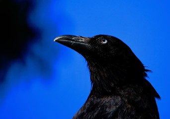 crow