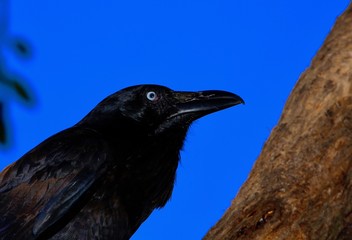 crow