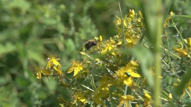Robber fly (Asilus) is attacking bumblebee, who is looking for flower nectar. But predator refuses to attack too large prey. Amazing shot of unique behavior of insects. Super slow motion 1000 fps