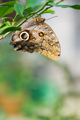 Peleides Blue Morpho butterfly (Morpho peleides) resting on tree branch. Selective focus and shallow depth of field.