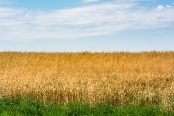 field of grain before harvest