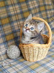 Fototapeta na wymiar Motley little kitten sitting in a basket on a checkered rug