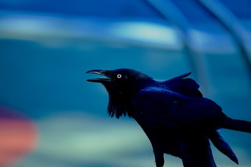 crow