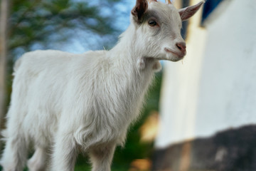 Obraz premium white goat in the village