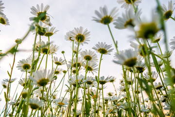 camomile field
