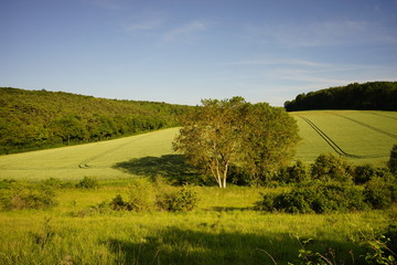 Paysage Campagne 454