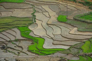 Terraced rice field in Northern Vietnam