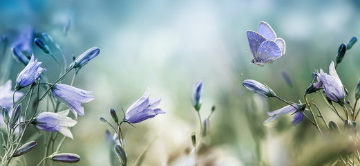 Fluttering butterfly over lilac bellflowers background - obrazy, fototapety, plakaty