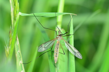 Big crane fly  in green nature