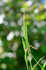 A european  crane fly  in green nature with bokeh