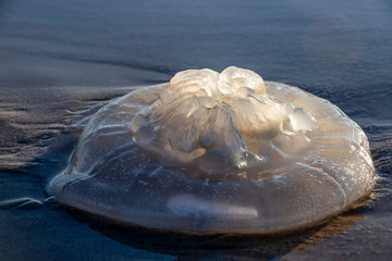 Rhopilema nomadica jellyfish on the coastal sand. Mediterranean Sea © Emma