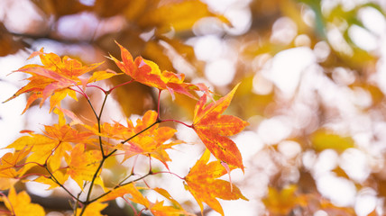 Beautiful maple leaves in autumn sunny day in foreground and blurry background in Kyushu, Japan. No people, close up, copy space, macro shot.