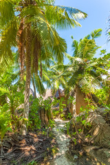 palm trees in the jungle, anse Source d’argent, Seychelles 