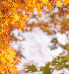 Beautiful maple leaves in autumn sunny day in foreground and blurry background in Kyushu, Japan. No people, close up, copy space, macro shot.