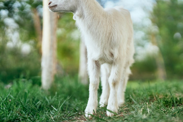 white goat nature farm
