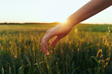 hand sun rays sunset grass