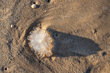 Rhopilema nomadica jellyfish on the coastal sand. Mediterranean Sea © Emma