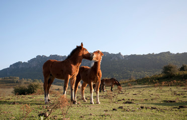 Fototapeta na wymiar Mare with her foal in the mountain