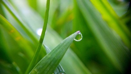 Alone drop on the green leaf, shooting close-up