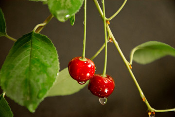 red cherry with water drops