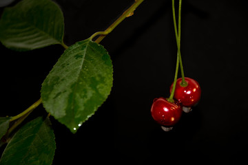 red cherry with water drops