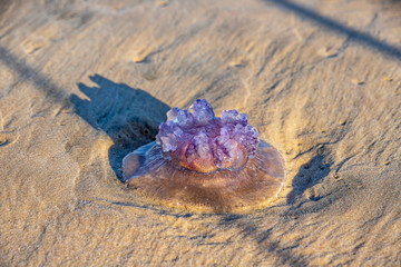 Violet Rhopilema nomadica jellyfish on the coastal sand. Mediterranean Sea © Emma