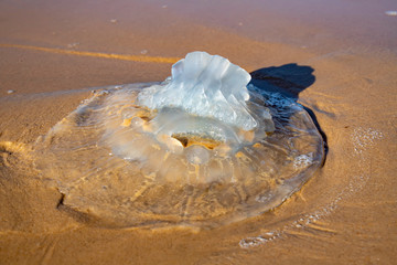 Rhopilema nomadica jellyfish on the coastal sand. Mediterranean Sea © Emma
