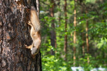 Squirrel runs through a tree in the summer forest