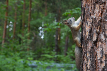 Squirrel runs through a tree in the summer forest