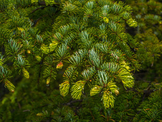 the branch of a young Spruce closeup