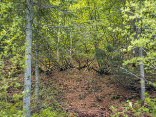 Obraz premium young forest and meadow on the slope