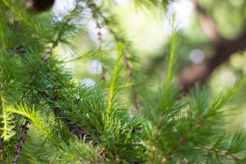 Fototapeta na wymiar Conifer twig on blurred background. Background picture, nature in spring. Young shoots of pine.
