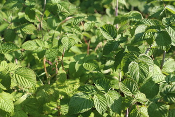 Beautiful green leaves on raspberries in nature