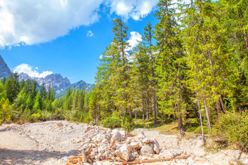  evergreen forest with misty mountains